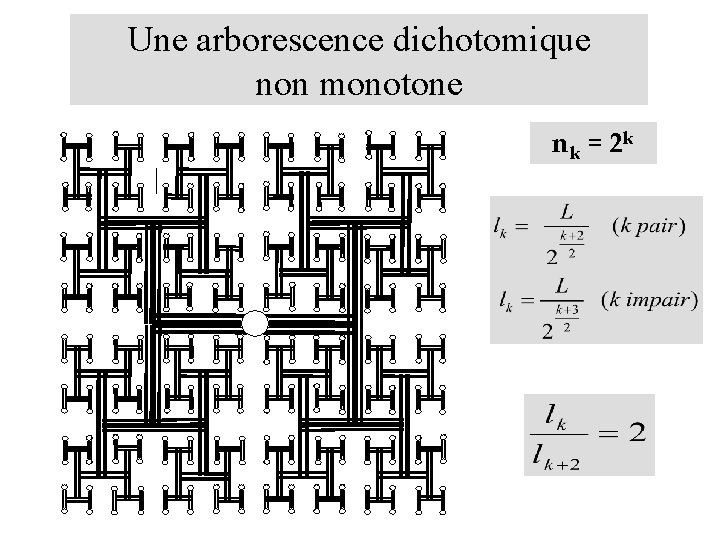 Une arborescence dichotomique non monotone nk = 2 k 