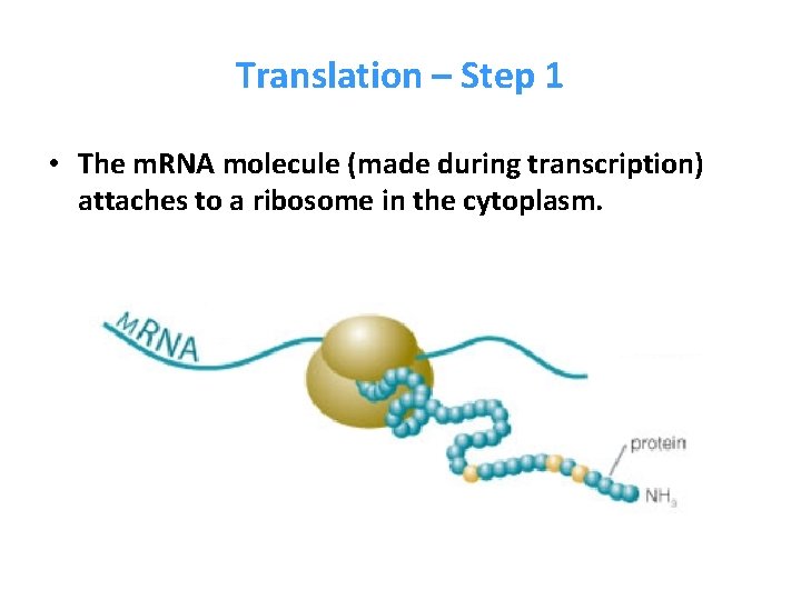 Translation – Step 1 • The m. RNA molecule (made during transcription) attaches to