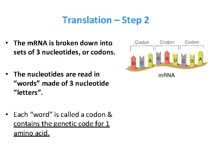 Translation – Step 2 • The m. RNA is broken down into sets of