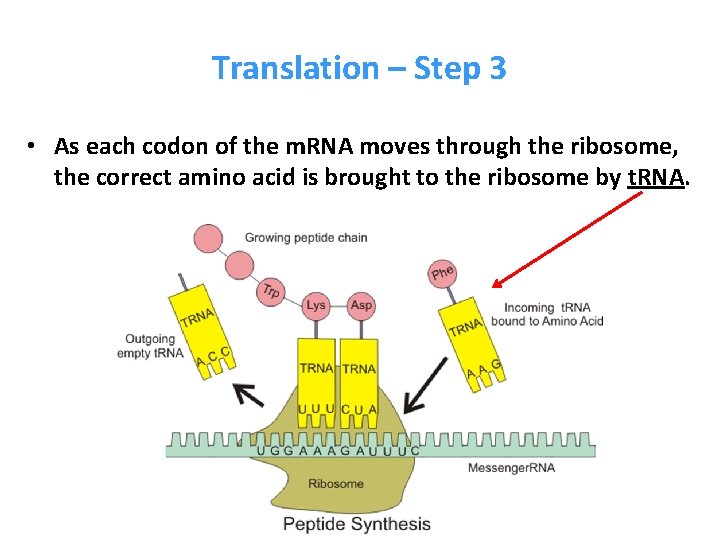 Translation – Step 3 • As each codon of the m. RNA moves through