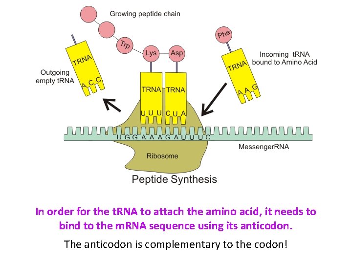 In order for the t. RNA to attach the amino acid, it needs to