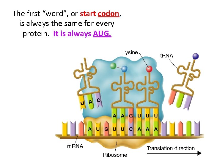 The first “word”, or start codon, is always the same for every protein. It