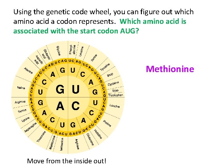 Using the genetic code wheel, you can figure out which amino acid a codon