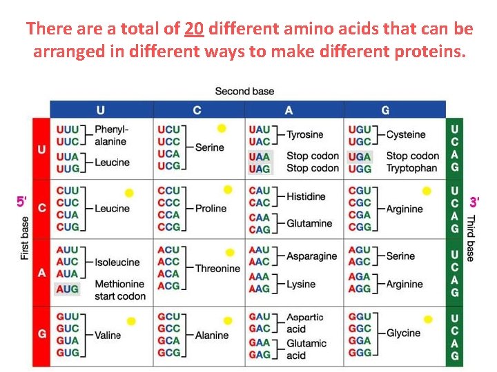 There a total of 20 different amino acids that can be arranged in different