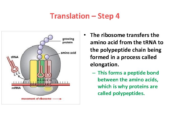 Translation – Step 4 • The ribosome transfers the amino acid from the t.