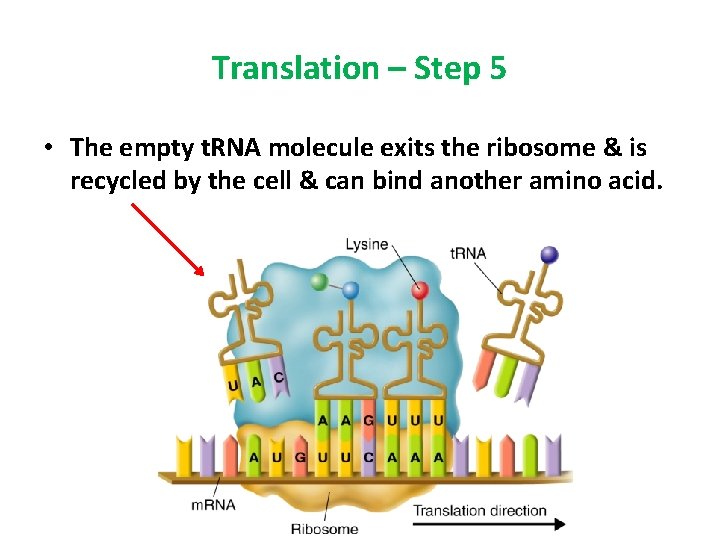 Translation – Step 5 • The empty t. RNA molecule exits the ribosome &