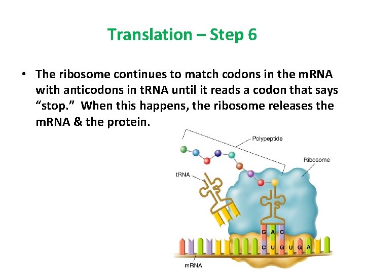 Translation – Step 6 • The ribosome continues to match codons in the m.