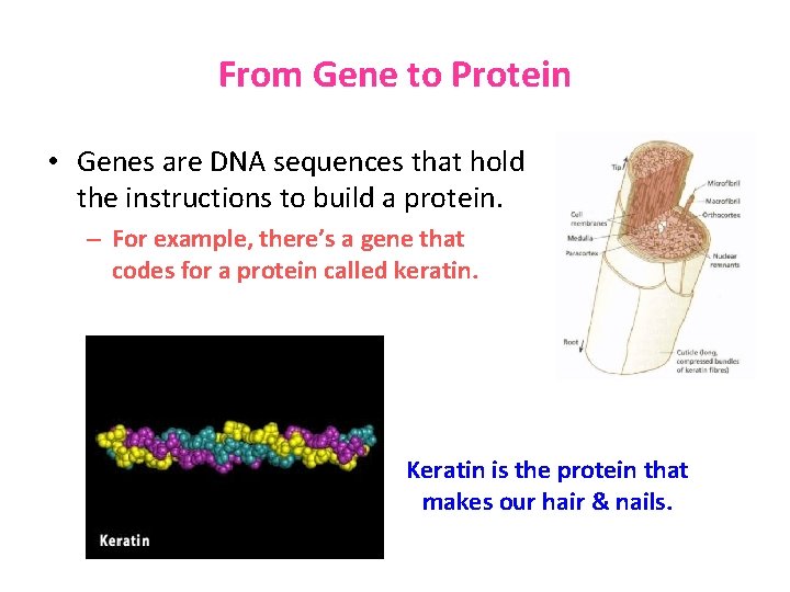 From Gene to Protein • Genes are DNA sequences that hold the instructions to