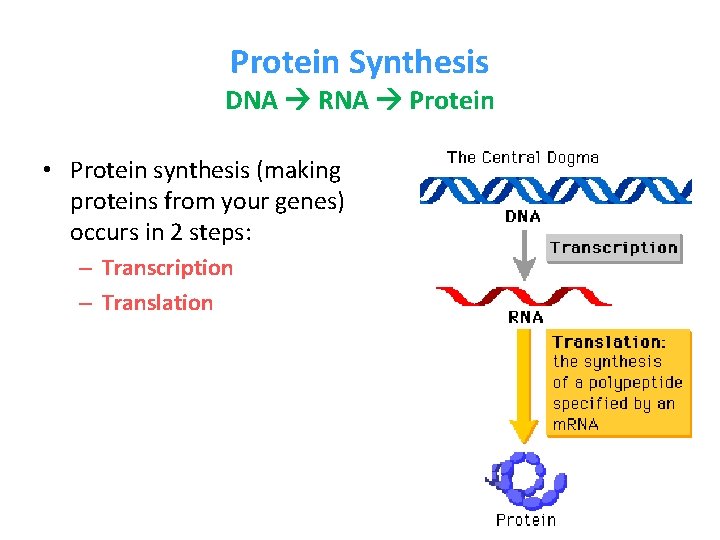 Protein Synthesis DNA RNA Protein • Protein synthesis (making proteins from your genes) occurs