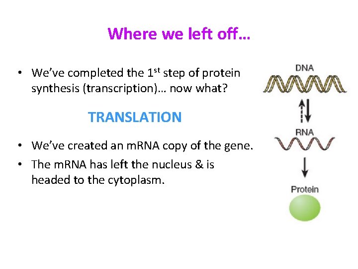 Where we left off… • We’ve completed the 1 st step of protein synthesis