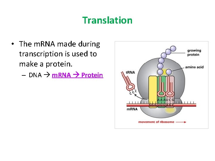 Translation • The m. RNA made during transcription is used to make a protein.
