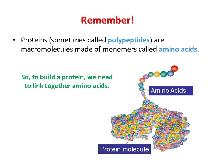 Remember! • Proteins (sometimes called polypeptides) are macromolecules made of monomers called amino acids.