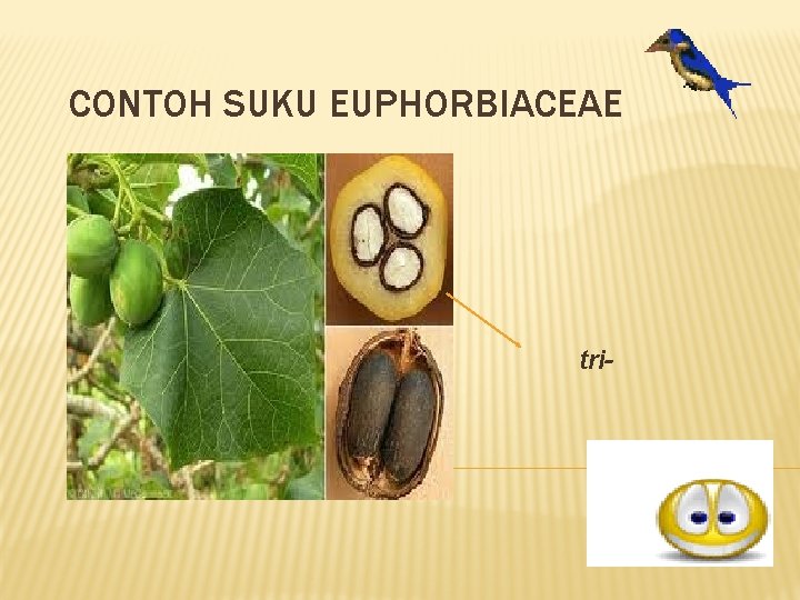 CONTOH SUKU EUPHORBIACEAE tricoccae 