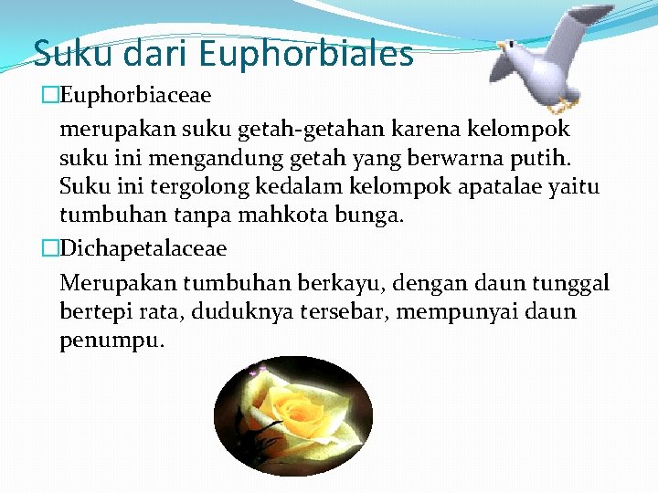 Suku dari Euphorbiales �Euphorbiaceae merupakan suku getah-getahan karena kelompok suku ini mengandung getah yang