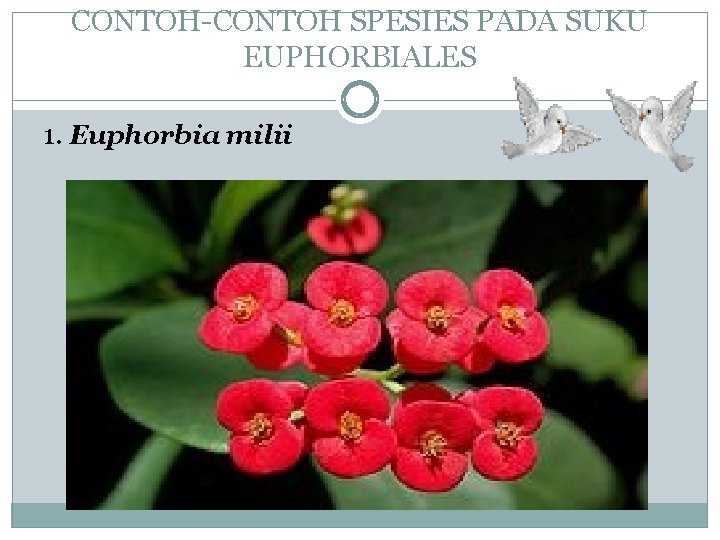 CONTOH-CONTOH SPESIES PADA SUKU EUPHORBIALES 1. Euphorbia milii 