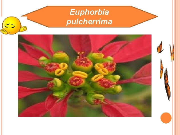 Euphorbia pulcherrima 