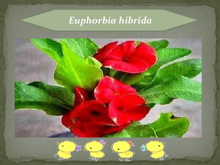 Euphorbia hibrida 