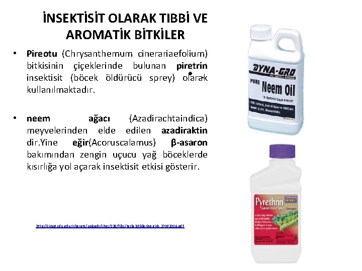 İNSEKTİSİT OLARAK TIBBİ VE AROMATİK BİTKİLER • Pireotu (Chrysanthemum cinerariaefolium) bitkisinin çiçeklerinde bulunan piretrin