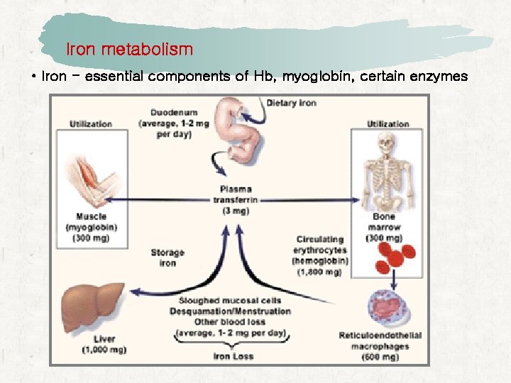 Iron metabolism • Iron - essential components of Hb, myoglobin, certain enzymes 