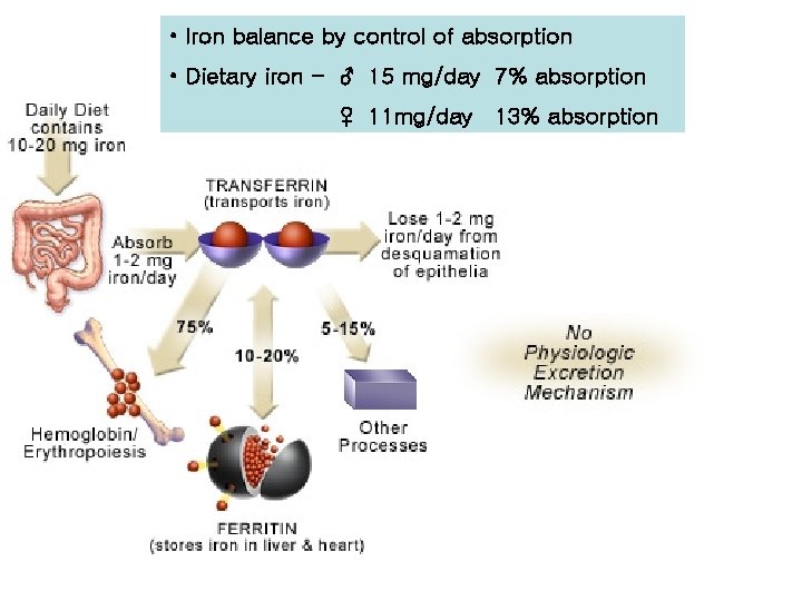  • Iron balance by control of absorption • Dietary iron - ♂ 15