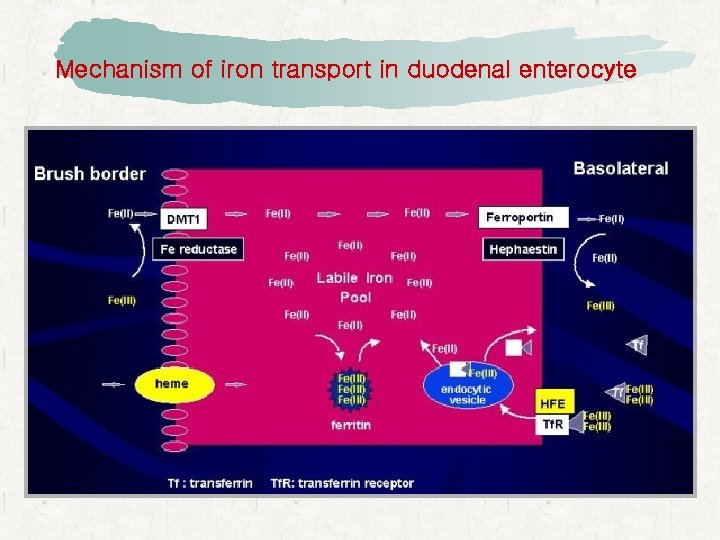 Mechanism of iron transport in duodenal enterocyte 