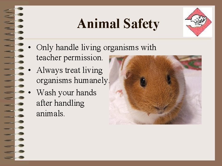 Animal Safety • Only handle living organisms with teacher permission. • Always treat living