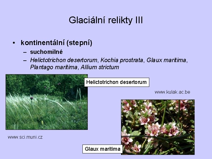 Glaciální relikty III • kontinentální (stepní) – suchomilné – Helictotrichon desertorum, Kochia prostrata, Glaux