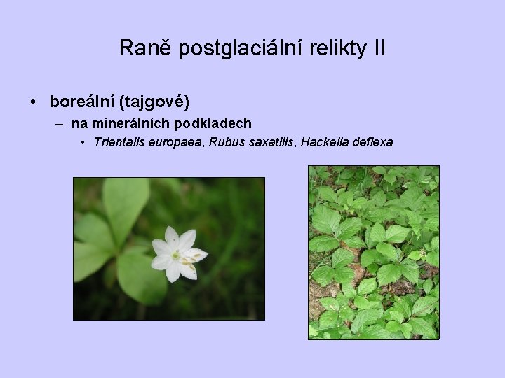 Raně postglaciální relikty II • boreální (tajgové) – na minerálních podkladech • Trientalis europaea,