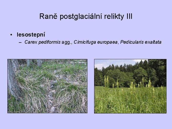 Raně postglaciální relikty III • lesostepní – Carex pediformis agg. , Cimicifuga europaea, Pedicularis