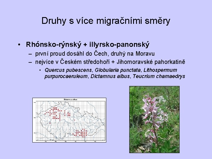 Druhy s více migračními směry • Rhónsko-rýnský + illyrsko-panonský – první proud dosáhl do