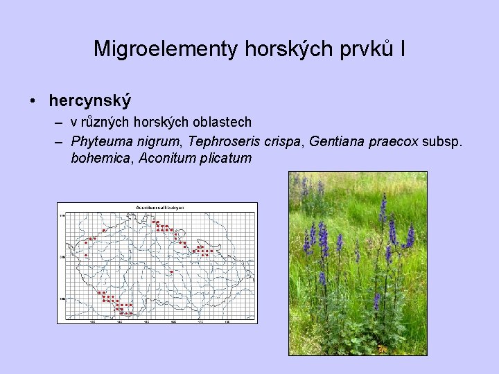Migroelementy horských prvků I • hercynský – v různých horských oblastech – Phyteuma nigrum,