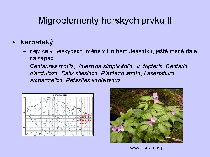 Migroelementy horských prvků II • karpatský – nejvíce v Beskydech, méně v Hrubém Jeseníku,