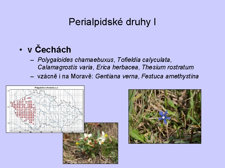 Perialpidské druhy I • v Čechách – Polygaloides chamaebuxus, Tofieldia calyculata, Calamagrostis varia, Erica
