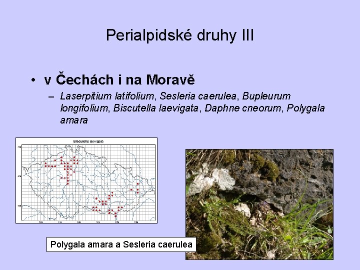 Perialpidské druhy III • v Čechách i na Moravě – Laserpitium latifolium, Sesleria caerulea,