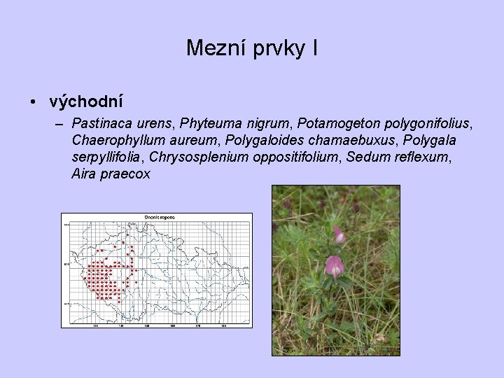 Mezní prvky I • východní – Pastinaca urens, Phyteuma nigrum, Potamogeton polygonifolius, Chaerophyllum aureum,