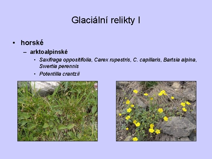 Glaciální relikty I • horské – arktoalpinské • Saxifraga oppositifolia, Carex rupestris, C. capillaris,