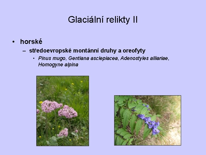 Glaciální relikty II • horské – středoevropské montánní druhy a oreofyty • Pinus mugo,