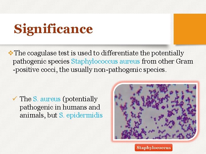 Significance v. The coagulase test is used to differentiate the potentially pathogenic species Staphylococcus