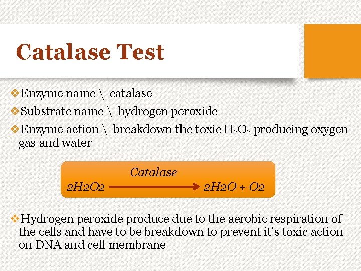 Catalase Test v. Enzyme name  catalase v. Substrate name  hydrogen peroxide v.