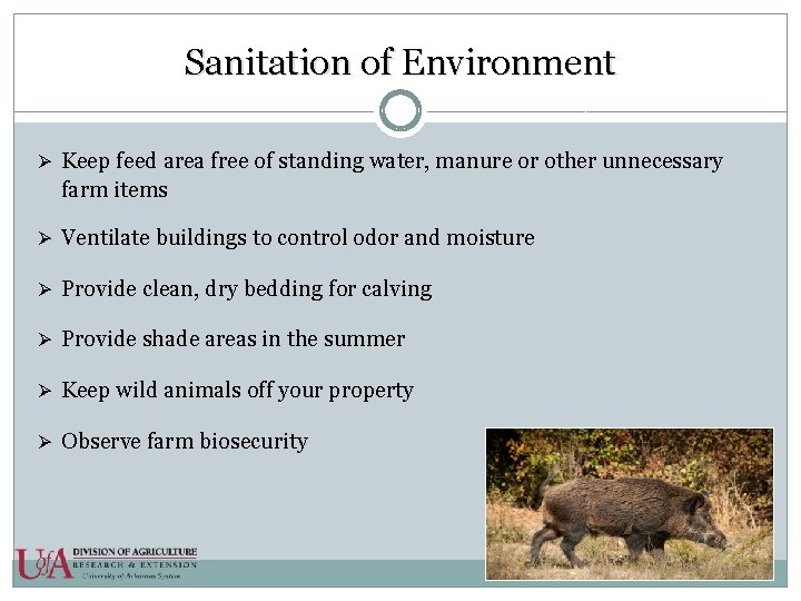 Sanitation of Environment Ø Keep feed area free of standing water, manure or other