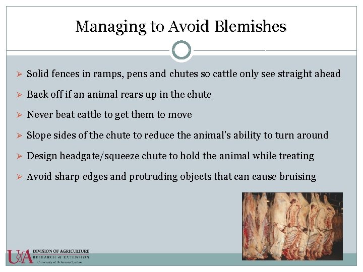 Managing to Avoid Blemishes Ø Solid fences in ramps, pens and chutes so cattle