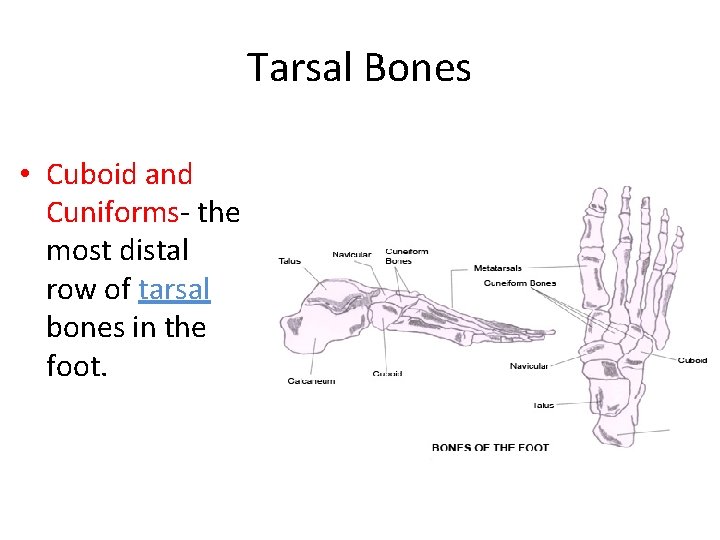 Tarsal Bones • Cuboid and Cuniforms- the most distal row of tarsal bones in