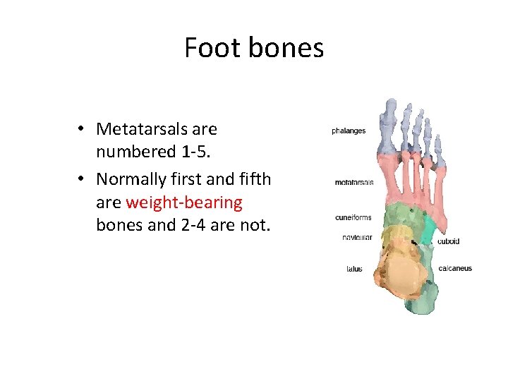 Foot bones • Metatarsals are numbered 1 -5. • Normally first and fifth are