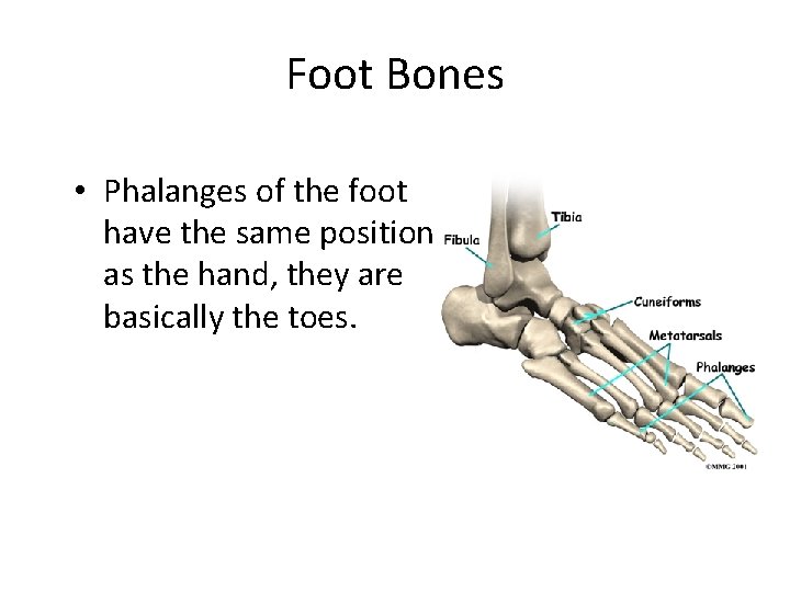 Foot Bones • Phalanges of the foot have the same position as the hand,