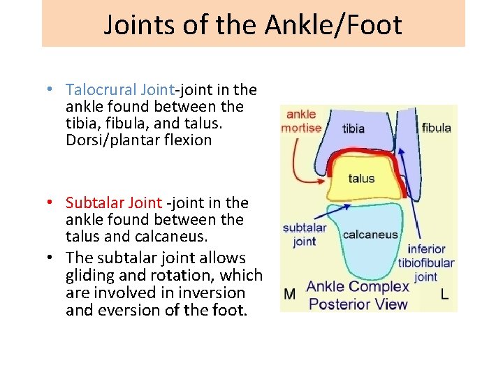 Joints of the Ankle/Foot • Talocrural Joint-joint in the ankle found between the tibia,