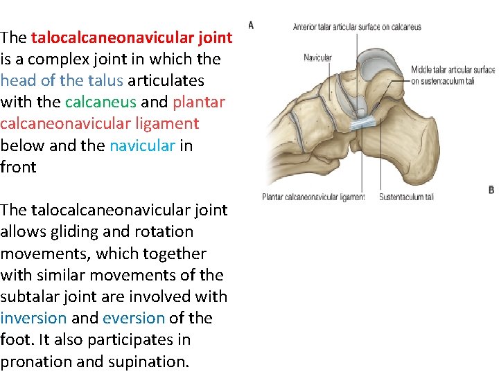 The talocalcaneonavicular joint is a complex joint in which the head of the talus