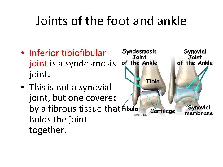 Joints of the foot and ankle • Inferior tibiofibular joint is a syndesmosis joint.