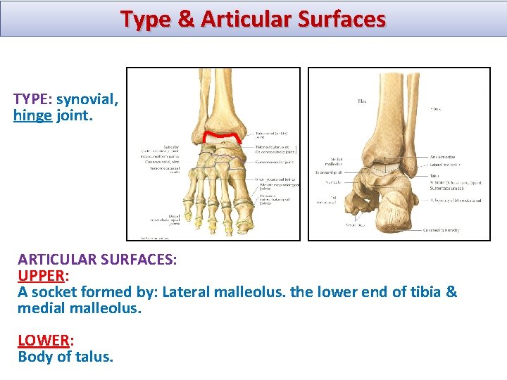 Type & Articular Surfaces TYPE: synovial, hinge joint. ARTICULAR SURFACES: UPPER: A socket formed