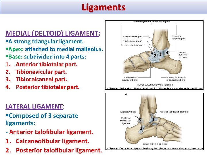 Ligaments MEDIAL (DELTOID) LIGAMENT: §A strong triangular ligament. §Apex: attached to medial malleolus. §Base: