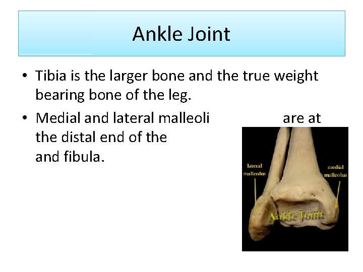 Ankle Joint • Tibia is the larger bone and the true weight bearing bone